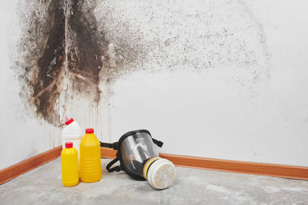 Best Bathroom Mold Remediation in Nedrow, NY