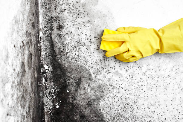 Best Mold Testing and Inspection Services in Nedrow, NY