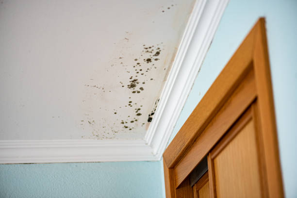 Best Residential Mold Remediation in Nedrow, NY